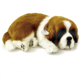 Perfect Petzzz (filhotes) Cachorro Sao Bernardo