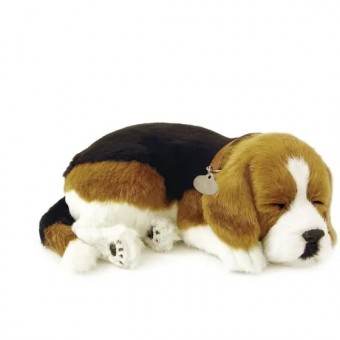 Perfect Petzzz (filhotes) Cachorro Beagle
