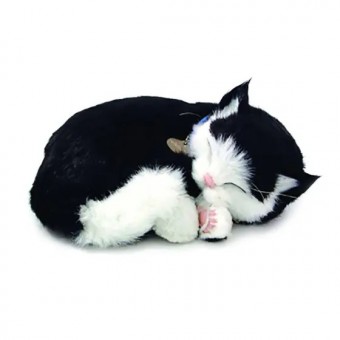 Perfect Petzzz Filhote Gato Black e White Shorthair