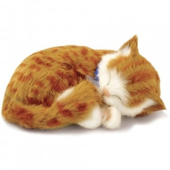Perfect Petzzz Filhote Gato Orange Tabby