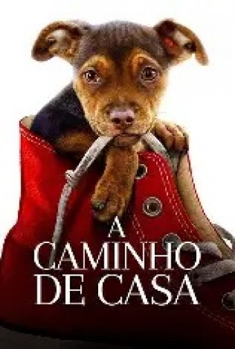 2019 A Caminho de Casa (Dublado) - Na Escolha de 10 filmes ou desenhos, o Pen-Drive será grátis...Aproveite!