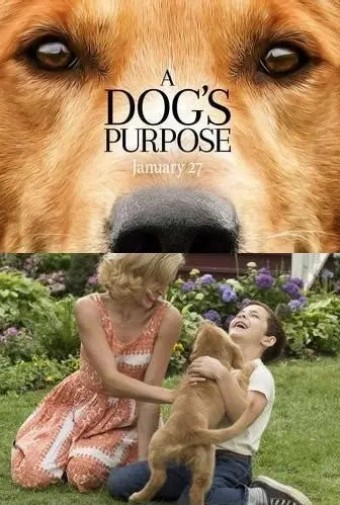 2017 Quatro Vidas de um Cachorro (Dublado) - Na Escolha de 10 filmes ou desenhos, o Pen-Drive será grátis...Aproveite!