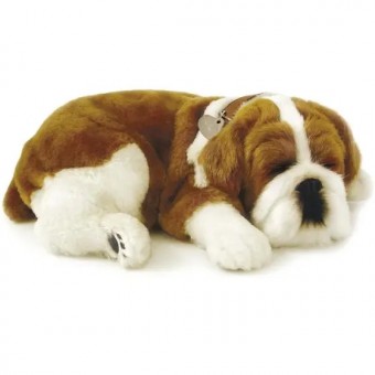 Perfect Petzzz (filhotes) Cachorro Bulldog